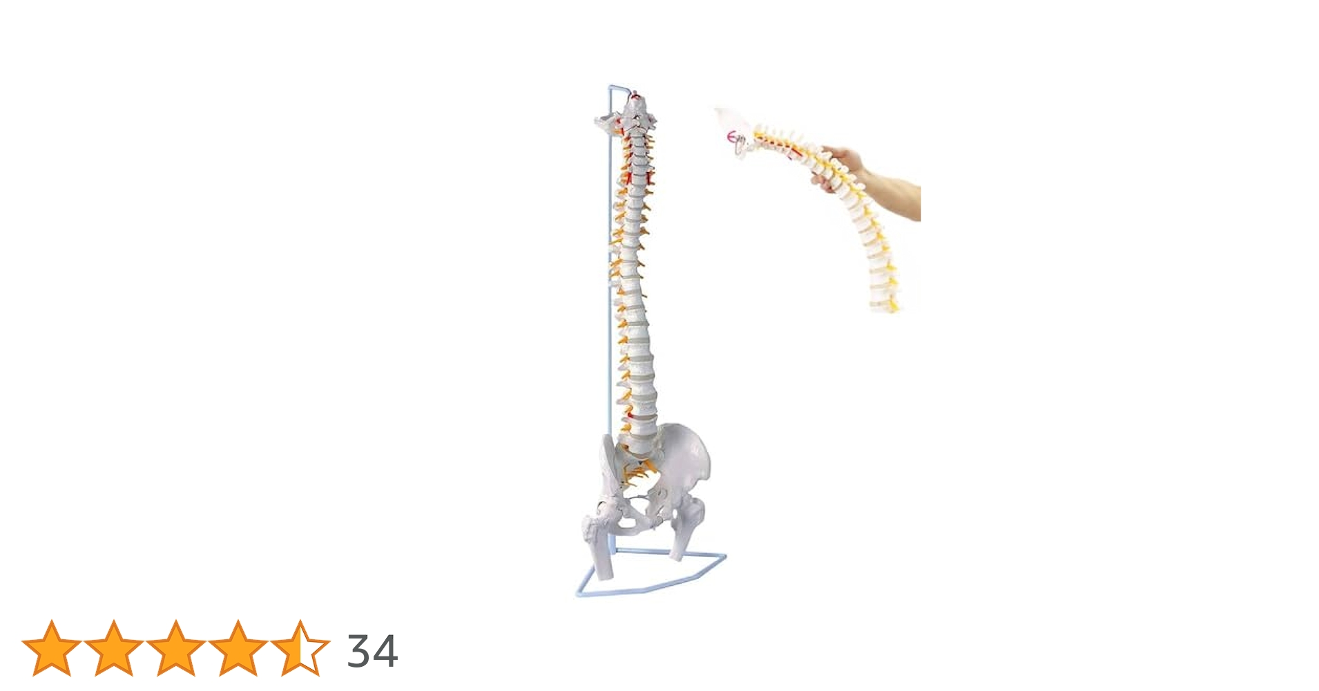 Amazon.co.jp: UPstore 実物大 脊髄骨盤模型 90cm 背骨 脊柱模型