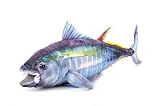 The Petting Zoo Tuna Stuffed Animal Plushie, Wild Onez, Kids Gifts, 26 in