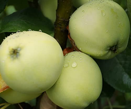 Weißer Klarapfel, Halbstamm, Sommerapfel, 150-170cm, im Topf
