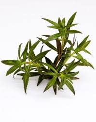 Maalavya Live Aquarium Aquatic Plant (Aromatica Purple) Live Plant With Pot (B0BTW33L3X) Amazon Price History, Amazon Price Tracker