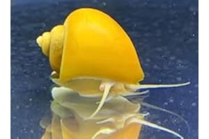 LLC Gold Mystery Snails - Thriving Garden Companions