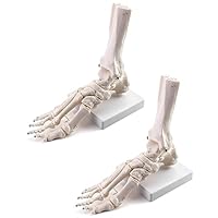 QWORK Human Foot Skeleton Model, 2 Pack Life Size Medical Anatomy Foot and Ankle Model, Right, Fully Articulated, for Medical Study & Science Classroom