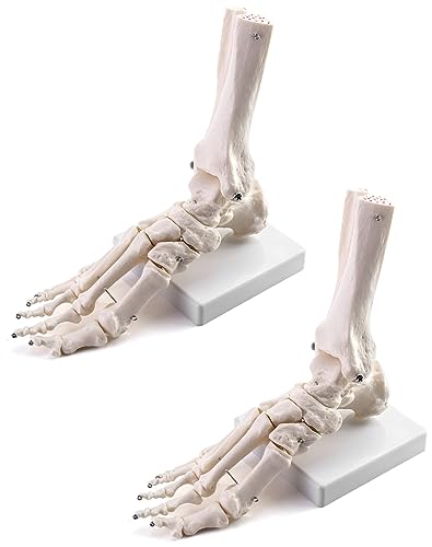 QWORK Human Foot Skeleton Model, 2 Pack Life Size Medical