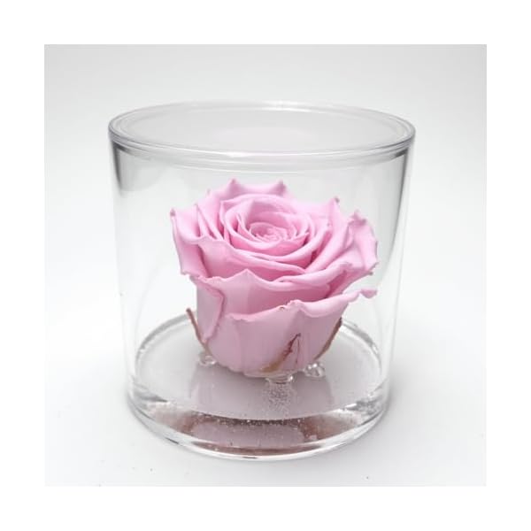 Box tondo con rosa rosa stabilizzata Profumata, Box con Rosa rosa stabilizzata Eterna | Idea Regalo Natale, Mamma, Nonna, Amica, Bomboniera per lei | Fatto in Italia (Rosa 1045)