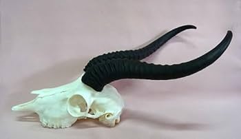 アフリカ便！特大 スプリングボック スカルホーン（下顎なし） ☆即納☆アフリカ便！特大 スプリングボック スカルホーン