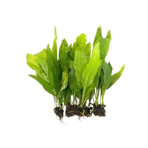 5X Java Fern Microsorum Pteropus Aquarium Live Plant