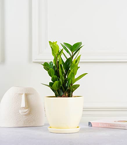 Image of Nurturing Green Ivory White Ceramic Pot for Plants | Plant Pots for Indoor Plants | Decorative Flower Pots (Size: 5Inch Wide & 4Inch High) - [Plants are not Included]