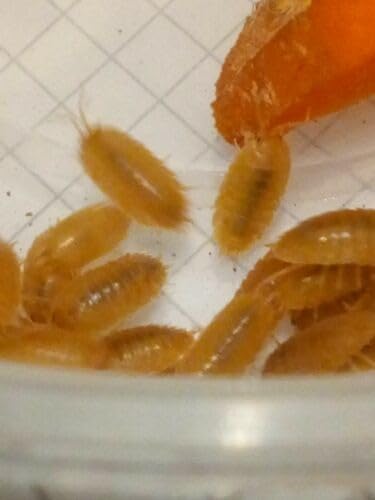 Live Porcellio L. Orange Isopods – Giant Orange Woodlice for Bioactive Terrariums or Clean-Up Crews - Medium (500)