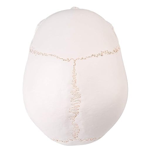 Image of RONTEN Human Skull Anatomical Model with Line, Life Size, White /Off-White PVC Skull, 3-Part (Calvaria, Base, Mandible), Medical Education & Teaching Tool, Includes Free Chart & 12-Month Service