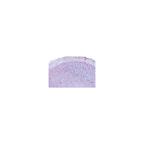 Image of 3B Scientific GmbH W13319 Nervous System-German
