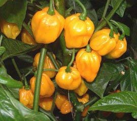 Potseed Chilli pepper - Scotch Bonnet (orange) 12 Seeds