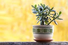 Jade Plant Low-Maintenance Indoor Plant for Balcony Garden | Beginner Friendly, Backyard Gardening, Indoor Use-image-29