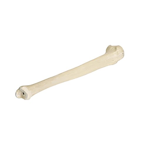 Image of 3B Scientific 1005118 Orthobones Right Tibia Bone Model