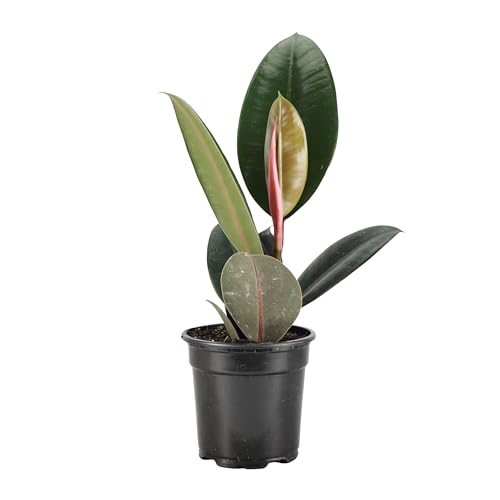 Thorsen's Greenhouse Ficus elastica, Live Indoor Plant, Rare Variety, Natural Air Purifier, Burgundy Rubber Plant, 4-Inch Diameter Pot (Nursery Pot)