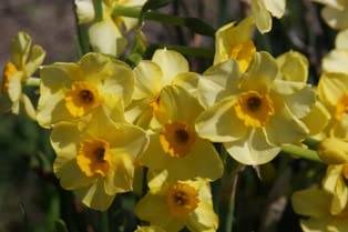 Yellow Daffodils Golden Dawn