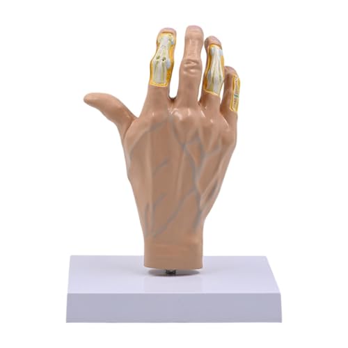 DYNWAVE Human Hand Model Scientific Lightweight,Sturdy,Education,Teaching Tool,1:1,Realistic Skeleton Model for Study Science Display