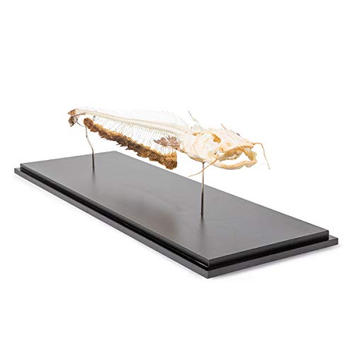 Image of 3B Scientific GmbH T300461 Catfish Skeleton, Articulated