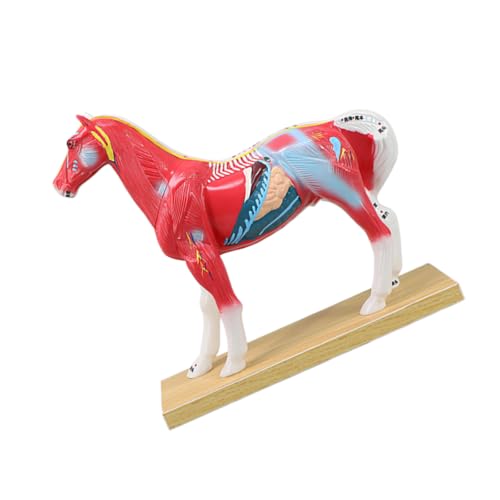 Acupoint - Modello con anatomia interna colorata e base stabile