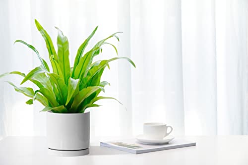 Aveyas 6 Inch Ceramic Planter Pot With Drainage Hole & Saucer, Glazed Mid Century Modern Cylinder Small Plants Pot For Indoor Desk Decorative Snake Flower Succulents Pots (6In Shiny White) #TOP7