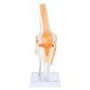 Axis Scientific Functional Joint Anatomy Model Set Includes Flexible Skeletal Shoulder Joint, Knee Joint, Hip Joint and Elbow Joint Models with Ligaments, 4 Pack