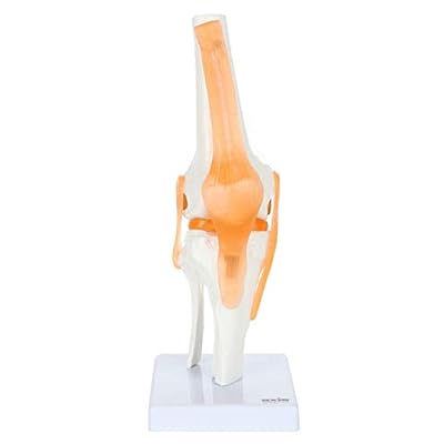 Axis Scientific Functional Joint Anatomy Model Set Includes Flexible Skeletal Shoulder Joint, Knee Joint, Hip Joint and Elbow Joint Models with Ligaments, 4 Pack