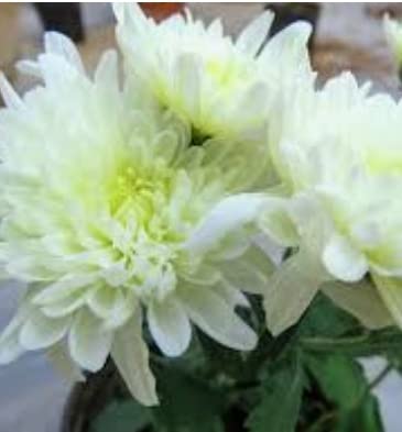 See full amazon price history chart for S&A CHRYSANTHEMUM CHAMANTHI ORGANIC HELTHY LIVE PLANT S&A CHRYSANTHEMUM CHAMANTHI ORGANIC HELTHY LIVE PLANT (B0B4HH5KDP) Amazon Price History, Amazon Price Tracker