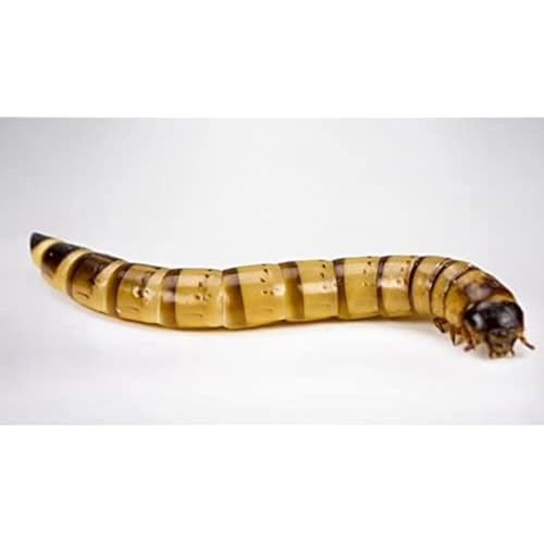 Farm Fresh Feeders 1000 Large Live Superworms