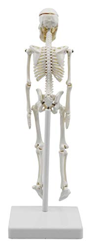 Eisco AMCH1062AS Miniature Human Skeleton Model thumb #2