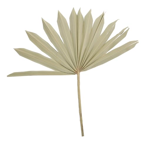 Decoración Natural Hoja de Palma Secada para Arreglos