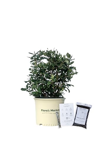 Pineapple Guava - Includes Planting Kit (3 Gallon)