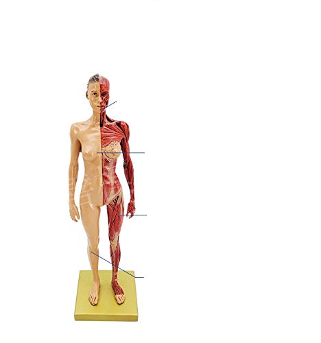 Miniatura 6 de Modelo anatómico musculoesquelético del cuerpo humano para el estudio y la enseñanza (30CM1)