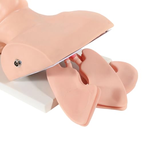 Intubation kit Manikin Intubation Manikin Medical Mannequin for Training Intubation Adult Manikin Intubation Manikin Study Teaching Model Oral Airway kit