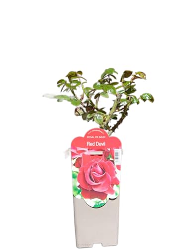 Rosal Arbustivo Natural Planta Viva con Rosas de Colores Variados Para Exterior e Interior