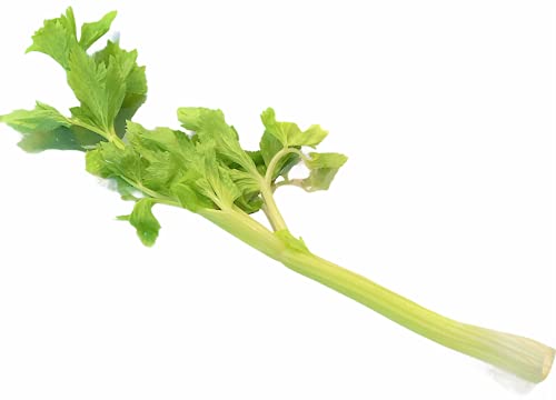 �����Y �Z���� 1�{