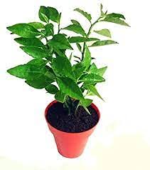 PlantaZee Live Naagdon/Nagdon Medicinal Plant with Pot (B09G6XNZXW) Amazon Price History, Amazon Price Tracker