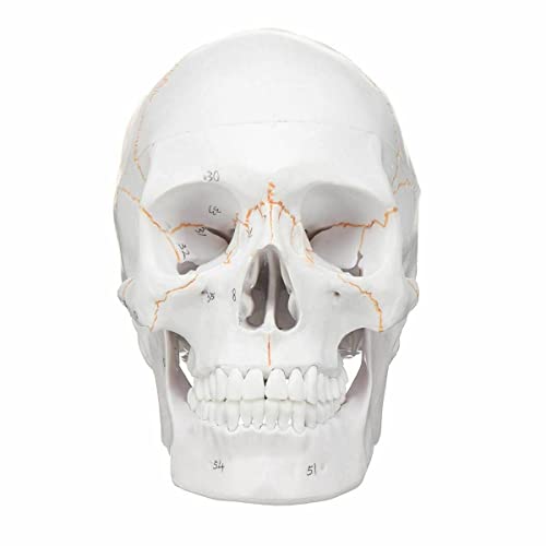 Image of Life Size Premium Human Skull Model with Removable Calvarium Anatomical Model Numbered to Show Detailed Features 3 Parts with Detailed Study Guide