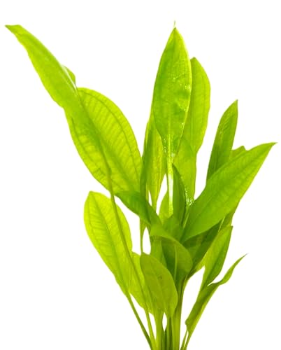 WASSERPFLANZEN WOLFF - ein Bund schöne Breitblättrige Amazonas-Schwertpflanze/Echinodorus bleheri, Große Amazonasschwertpflanze Aquarium Klassiker Hintergrund Solitärpflanze