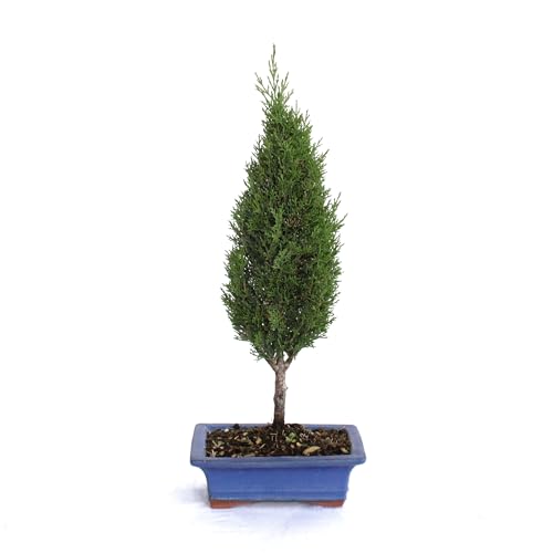 KENTIS - Bonsái Cupressus Sempervirens - Bonsái Ciprés - Plantas de Exterior - Maceta de Cerámica - H 40-45 cm Maceta Ø 19 cm