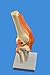 Wellden Product Anatomical Human Knee Joint Model, w/Ligaments, Functional, Life Size