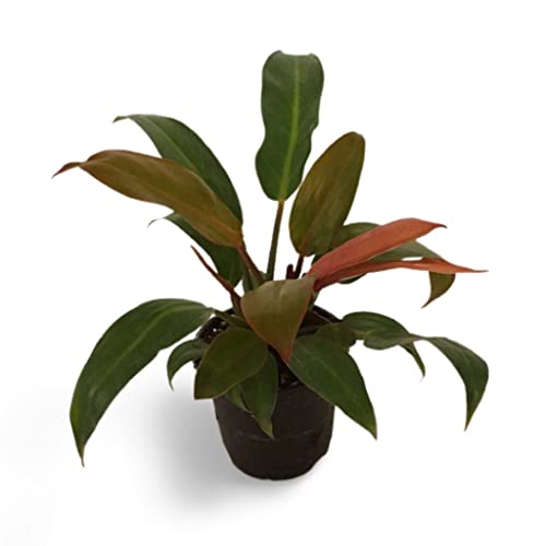 Creative Farmer Indoor Plant Growing Philodendron Erubescens R | Shop The  World