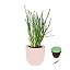 Bunching Onion