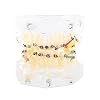 Orthodontisch Model Gebit Transparant PVC Hars Tandheelkundige Tanden Model voor Student Studie