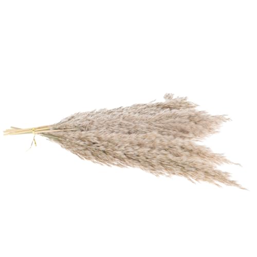 Natural Reed Bouquet Ramo de Flores Secas 15 piezas Decoración miniatura 5