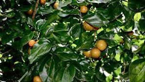 Etti Plant- VENUS-ONLINE Etti Live Plant (Strychnos nux-vomica) - 1 Healthy plant (B0CP192XC7) Amazon Price History, Amazon Price Tracker
