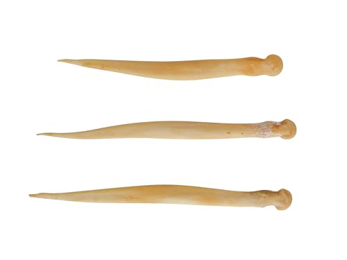 Three Assorted Real Deer Needle Bones