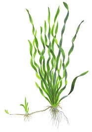 3 Bunch Vallisneria americana 'Asiatica'