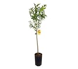Mandarino Avana TB20 | Árbol Cítrico natural de 100-130cm | Frutas Dulces y Fáciles de Pelar | Perfecto para Jardín y Terraza