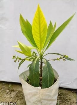 GOLAPKOLONT Ek Mukhi Rudraksha Live Healthy plant & Tree "Original Vaiety Pack of 1 (B0D45NB9P7) Amazon Price History, Amazon Price Tracker