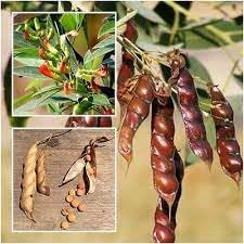 Golden Bloom Pigeon Pea Tuvar Dal, Arhar Dal Seeds for Growing at Home & Garden, Cajanus Cajan Seeds - Pack of 40 Seeds (B0CF2RR7KY) Amazon Price History, Amazon Price Tracker