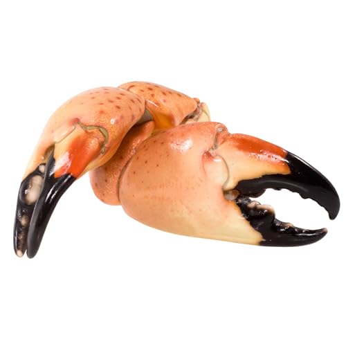 Today Gourmet Foods Of Nc Florida Stone Crabs Claws-Medium 5-8 Claws Per Lb. Fresh Never Frozen Wild Caught  thumb #3